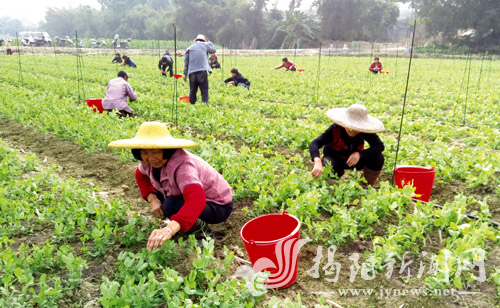 东莞茶山镇助力揭西甲埔村打造果蔬供应链 